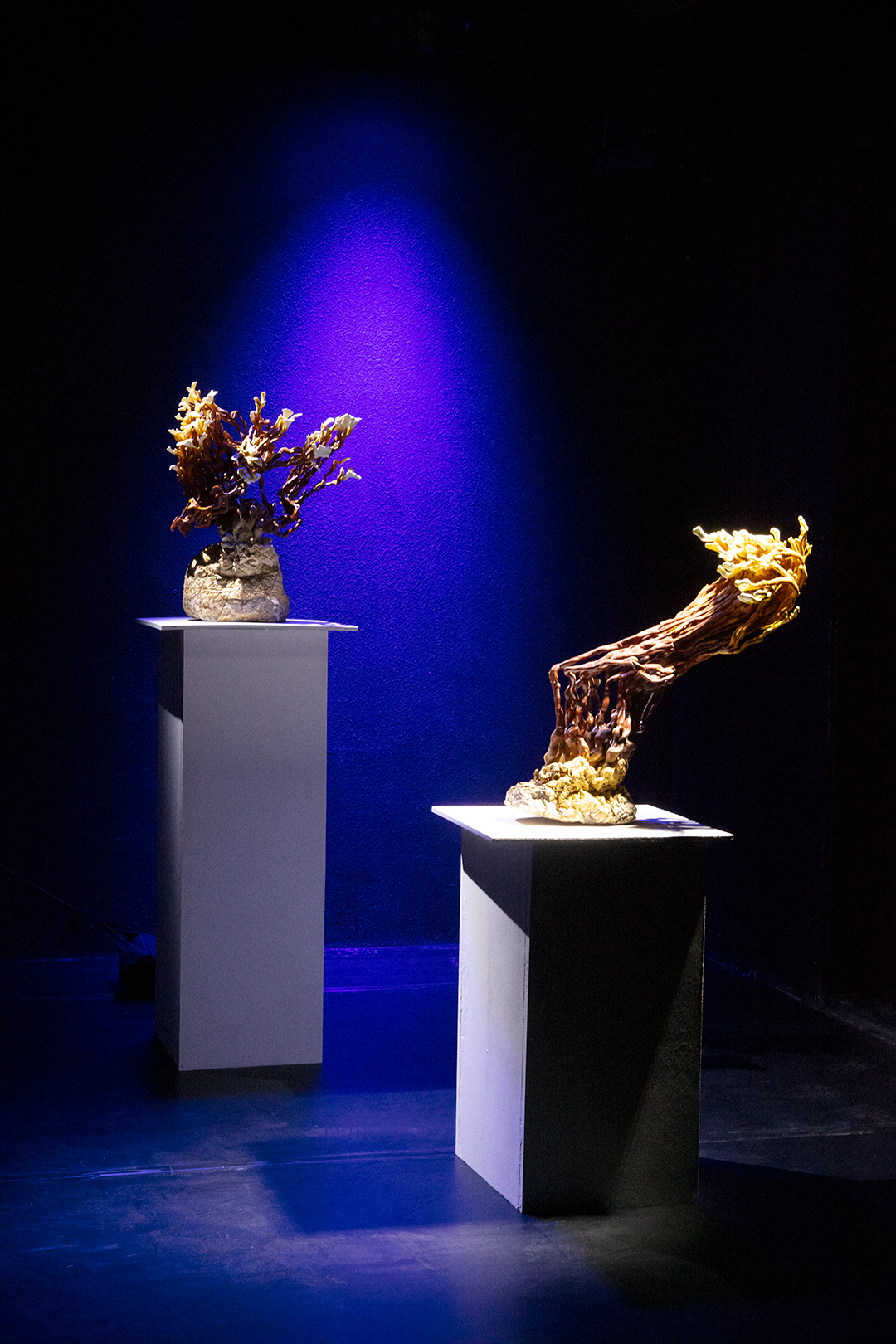 Installation shot of two mushroom specemins on white pedestals under dramatic spotlights